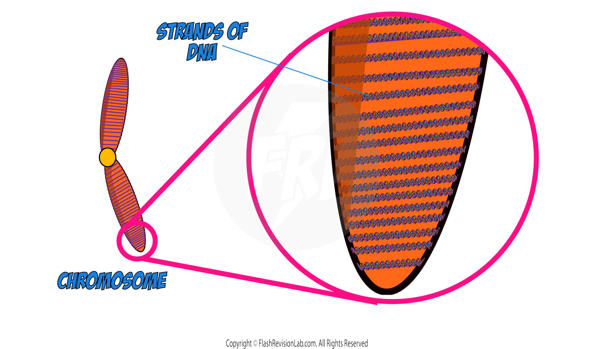 Strands of DNA